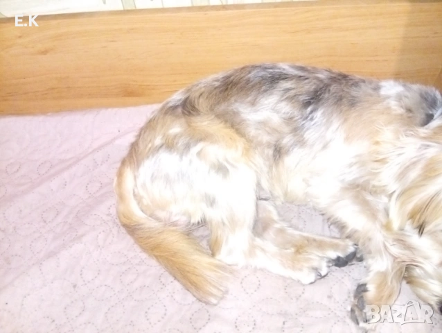 Йоркширски териер, мъжки мерле, снимка 5 - Йоркширски териер - 52876986