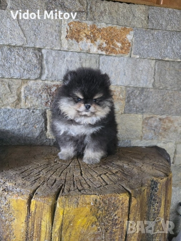 Мини Померан момче , снимка 7 - Померан - 53415473