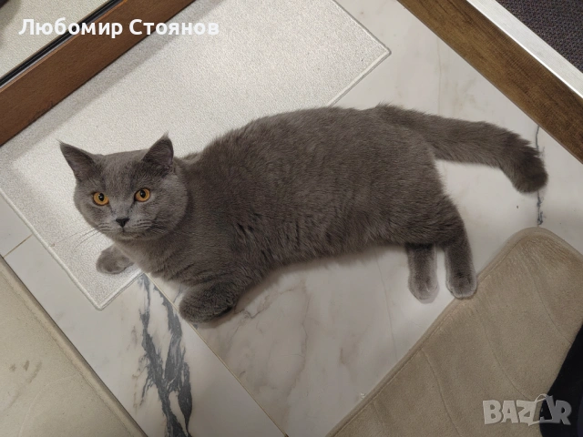 Британец за разплод , снимка 4 - Британска късокосместа - 53433473