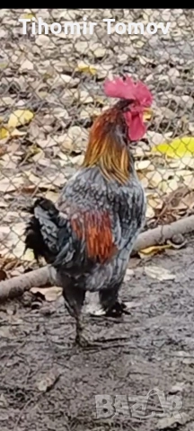 продавам домашно гледани пуйки пуяци за празниците , снимка 16 - Кокошки и пуйки - 51832484