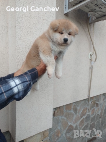 Продавам кученца акита ину , снимка 3 - Акита - 52694749