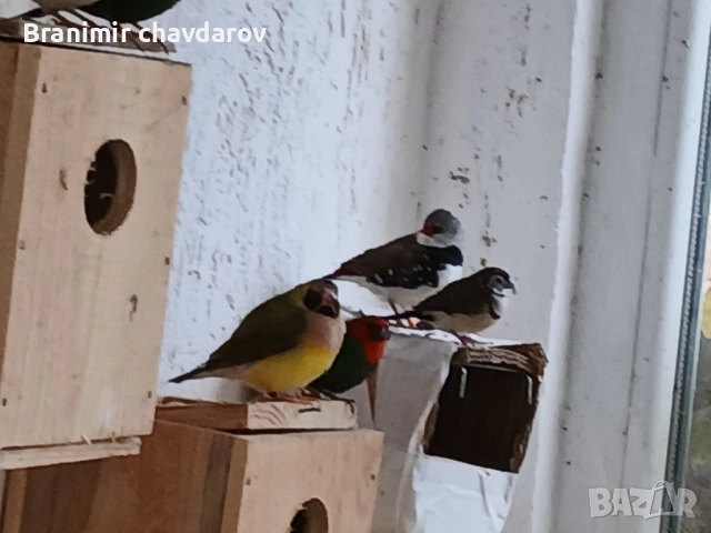 продавам амадини и диамантени гогутки, снимка 12 - Амадини - 52243041