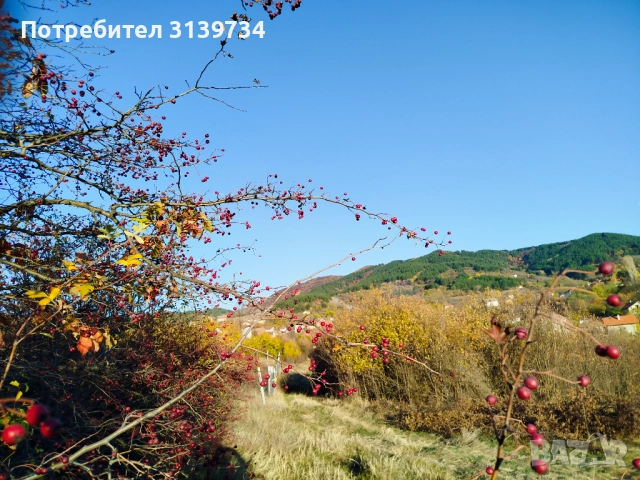 Продавам УПИ в Центъра на село Дивотино , снимка 14 - Парцели - 52989731