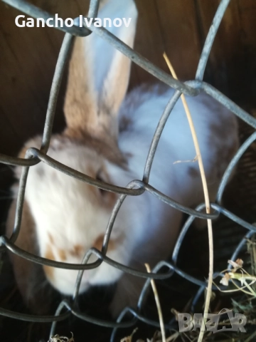 Продавам зайци... , снимка 2 - Други животни - 52702154