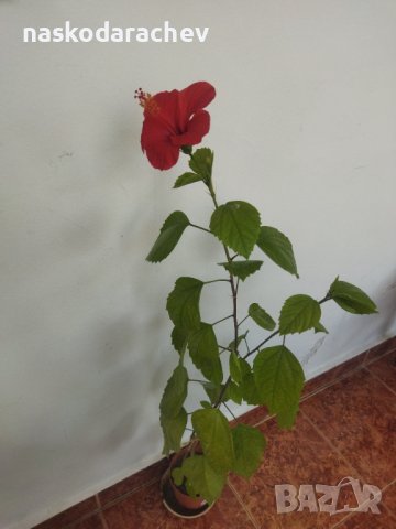 Китайски рози хибискус червена фуния, снимка 8 - Стайни растения - 38143414