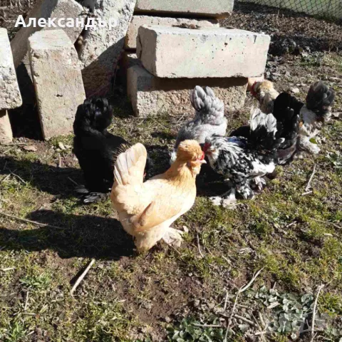 Струмски Бантам, снимка 3 - други­ - 49025276