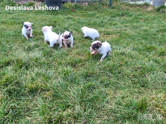 Тези малки сладури си търсят дом :), снимка 3 - Чихуахуа - 53519919