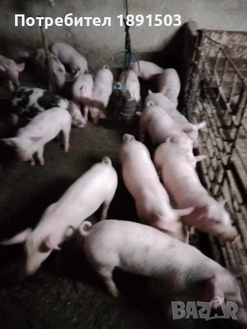 Малки прасета