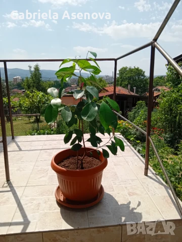 Голямо цвете