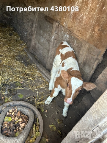 Женско сукалче симентал, снимка 5 - Крави - 52592786