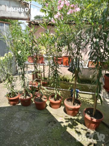 продавам олеандър - зокум, снимка 15 - Стайни растения - 30747162