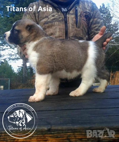 Кученца САО , АЛАБАЙ , Туркменски Вълкодав, снимка 8 - Алабай - 53120501