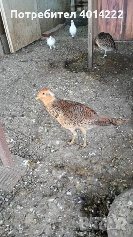 Червено-златни фазани , снимка 3 - други­ - 53010767