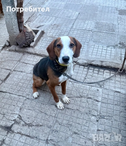 Посавско гонче, снимка 5 - Гонче - 53539495