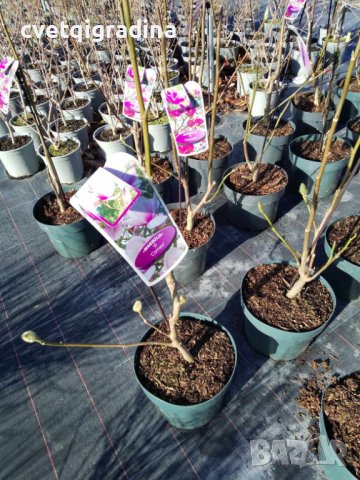 Magnolia Cameo(Магнолоя Камео), снимка 2 - Градински цветя и растения - 43395840