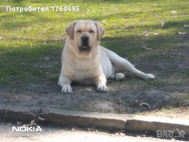Лабрадор ретривър: Продава кучета - Обяви на ХИТ цени — Bazar.bg