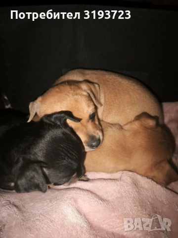 Малки пинчери бебета, снимка 7 - Пинчер - 53383854