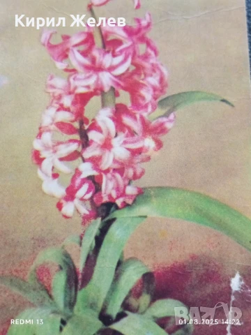 Старо календарче 86г. от соца рядко за КОЛЕКЦИЯ ДЕКОРАЦИЯ 26806, снимка 2 - Колекции - 51216772