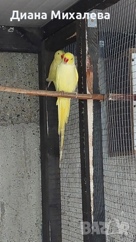 Малък александър , снимка 4 - Папагали - 53227708