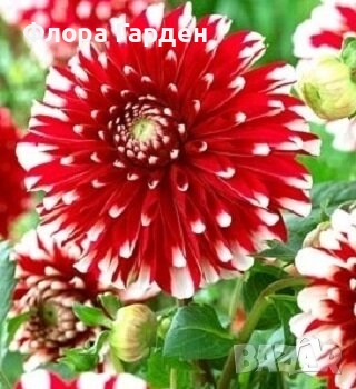 ДАЛИЯ - Глудки/ ПРЕДВАРИТЕЛНИ ПОРЪЧКИ, снимка 5 - Сортови семена и луковици - 44793217