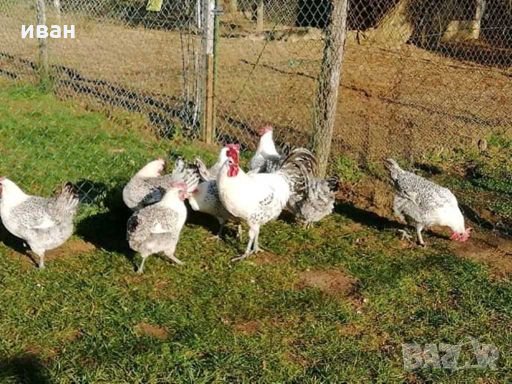 Сребърно Брезе-разплодни яйца, снимка 4 - Кокошки и пуйки - 27645537