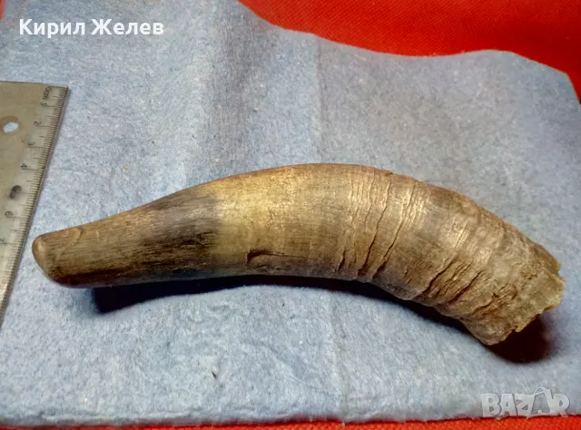 Стар БИВОЛСКИ ГОВЕЖДИ РОГ За КОЛЕКЦИЯ ТЕМАТИЧНА ДЕКОРАЦИЯ 47837, снимка 8 - Други ценни предмети - 47971760