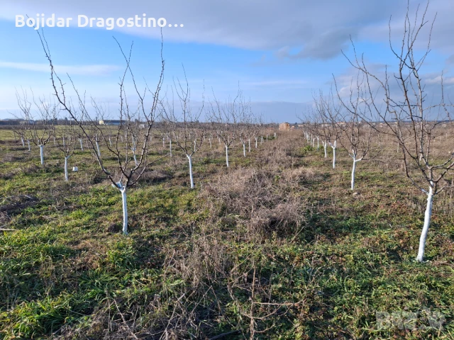 Продавам овошна градина 6 дка, снимка 9 - Парцели - 50527129