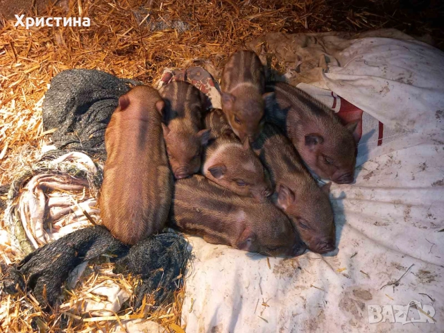 Виетнамски прасета, снимка 5 - Прасета - 52469489