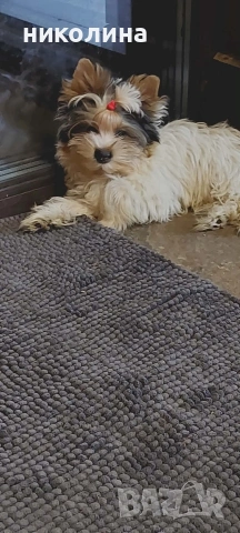 продавам йоркширски териери , снимка 5 - Йоркширски териер - 53470966