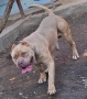 Американско були хл American bully XL, снимка 5