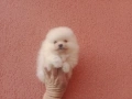 Померани. Момичета и момчета., снимка 7