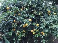 Портокал трилистен,Poncirus trifoliata, семена и растения, снимка 14