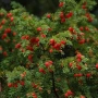 Тис, Taxus baccata, студоустойчив , снимка 3
