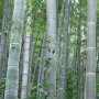 40 броя редки бамбукови семена зелен бамбук Moso-Bamboo Pla мосо бамбо растение декорация украса за , снимка 3