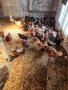 Оплодени яйца от кокошки-Ломан Браун, снимка 1 - Кокошки и пуйки - 43076827