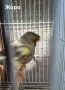 Продавам канари, снимка 12