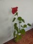 Китайски рози хибискус червена фуния, снимка 8