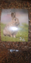 Гранулирана постеля за декоративни зайци и гризачи, снимка 1 - Други стоки за животни - 44863770