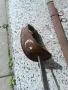 Турска сабя, снимка 6