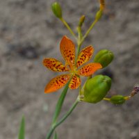 Домашна/китайска перуника (ирис, беламканда), леопардова лилия (Iris domestica (Belamcanda chinensis, снимка 4 - Градински цветя и растения - 36983552