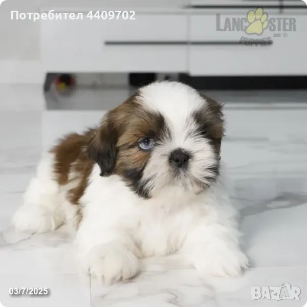 Mini Pomeranian Girl, снимка 1