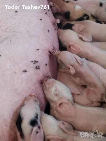 малки прасенца , снимка 1