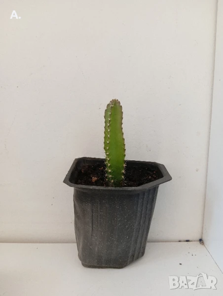 растение драконов плод , снимка 1