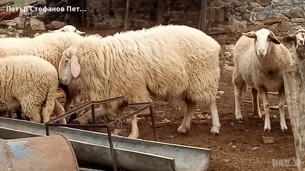 Асаф. Коч на едно мърлило., снимка 1