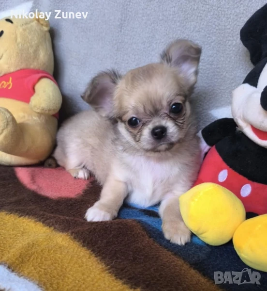 Чихуахуа , снимка 1
