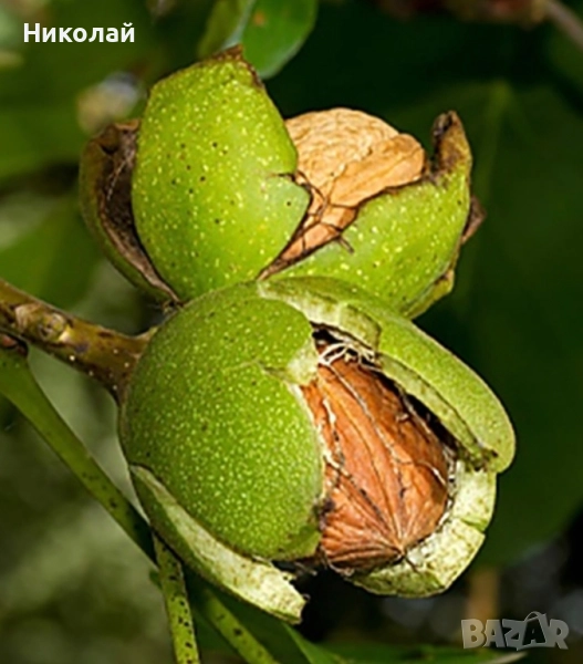 изкупувам обвивката на ореха,зелената обелката на ореха , снимка 1