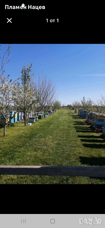Пчелни семейства със сандъци!, снимка 1