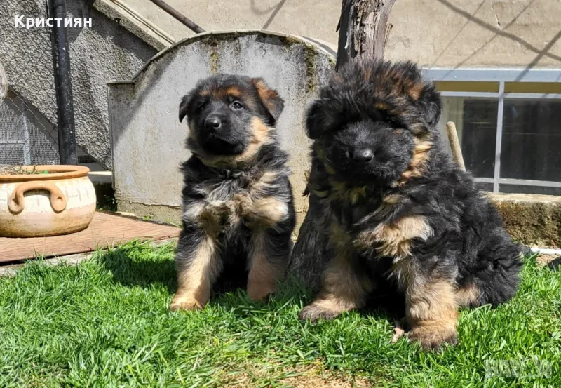 Немска овчарка , снимка 1