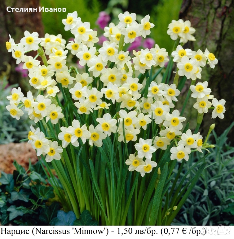 Нарцис (Narcissus 'Minnow') - луковици, снимка 1