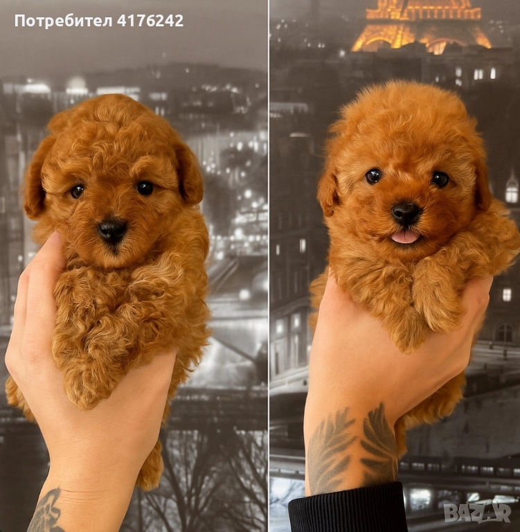 Пудел,той,момченце, снимка 1